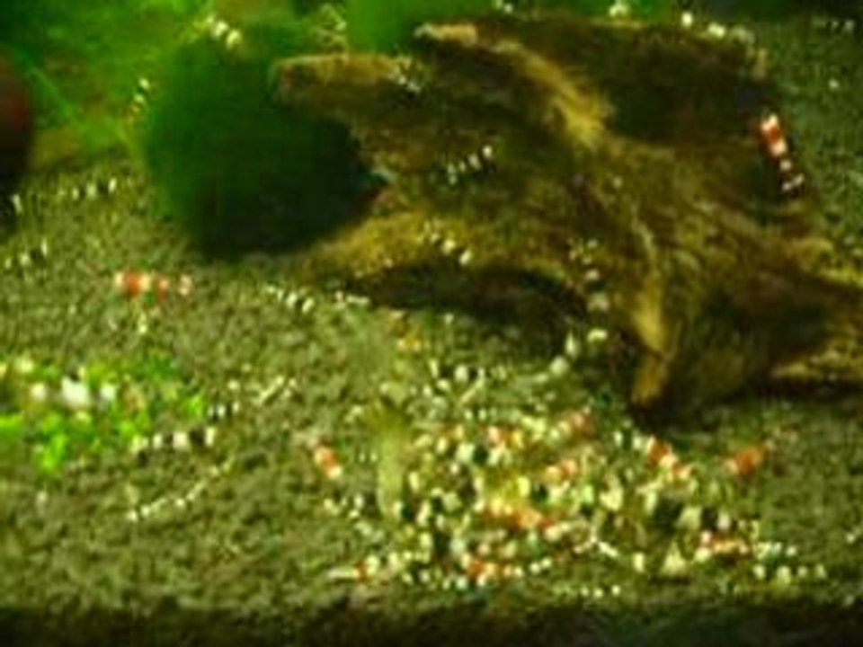 crystal red et crystal black