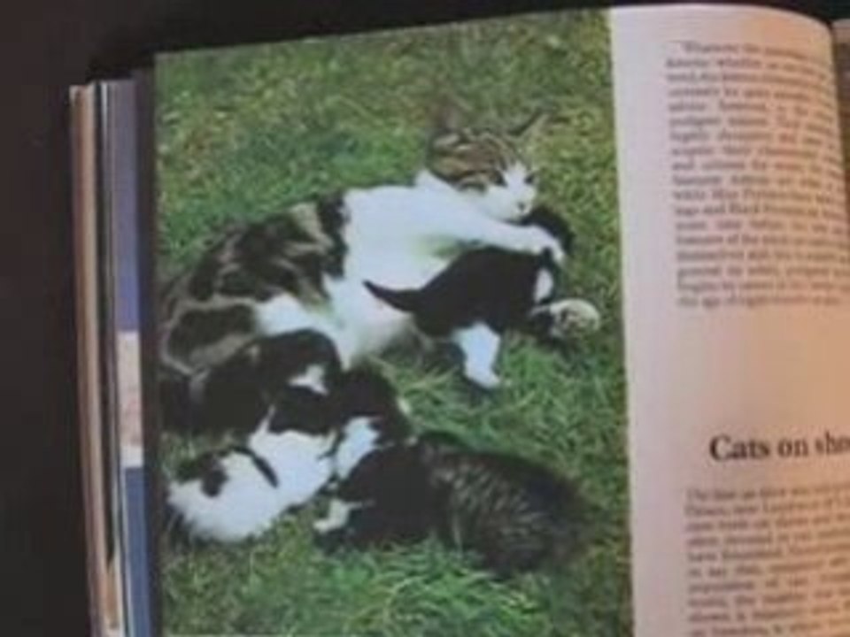 Kittens inspired by kittens