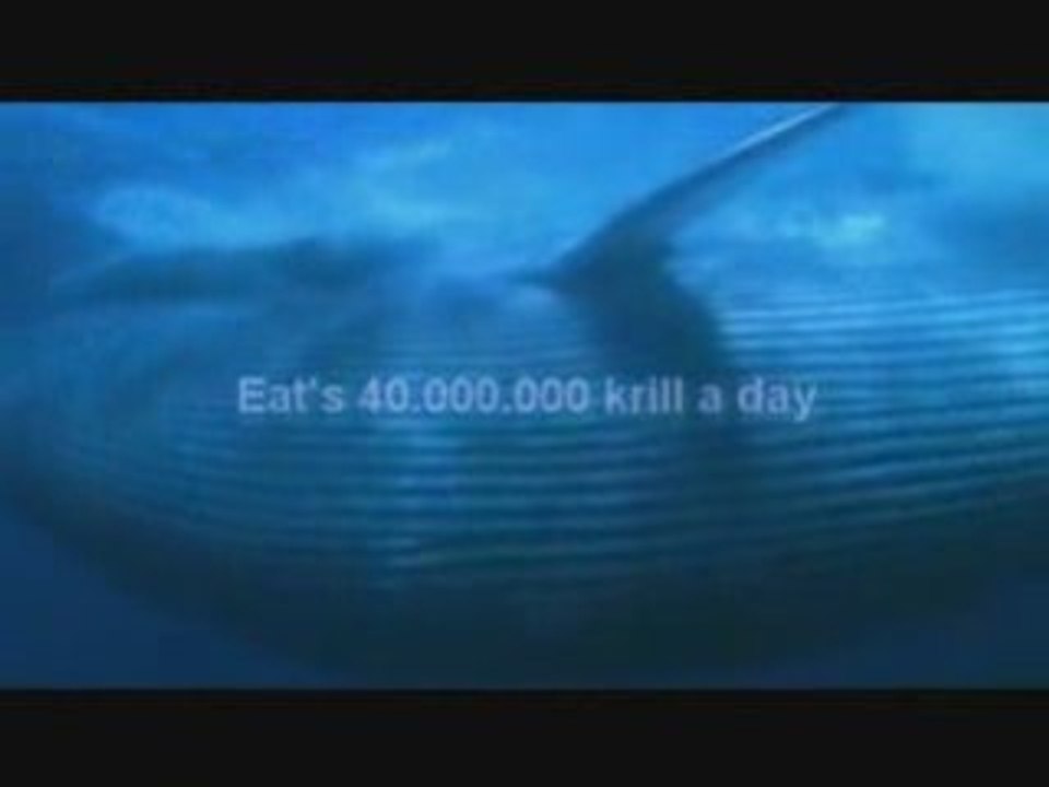 The Largest Animal in History 🐘