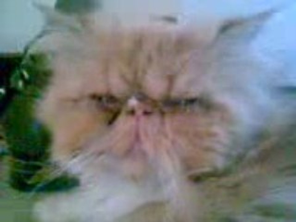 Mon persan Mon persan