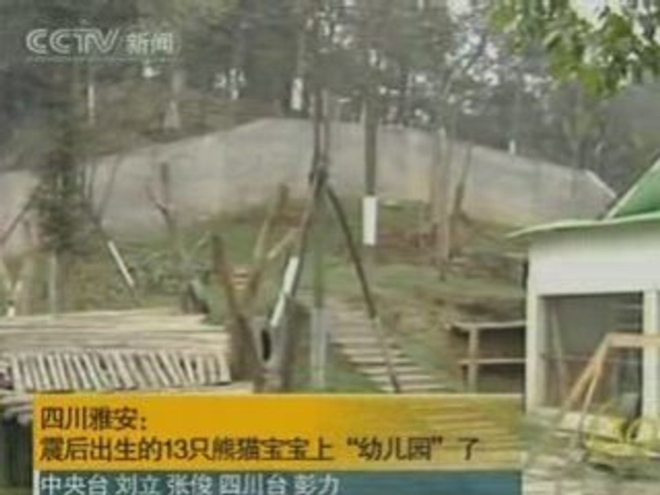 Baby pandas learn to survive on their own at 'panda nursery'