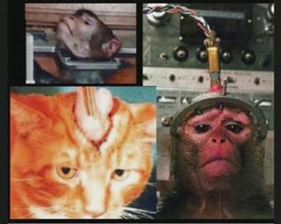 Animals tortures