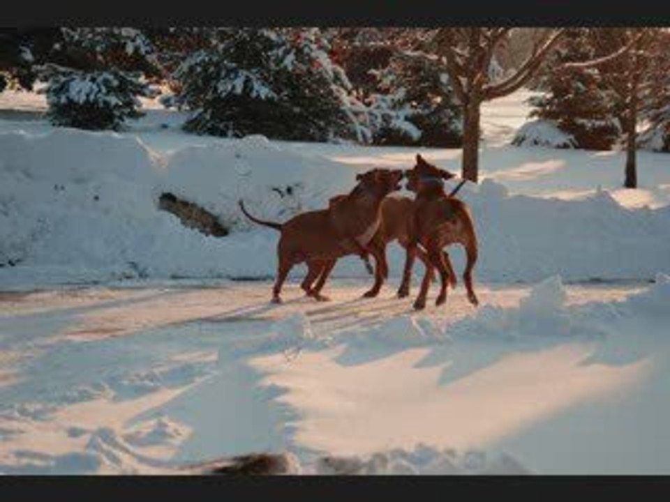 RHODIESIAN RIDGEBACKS IN WISCONSIN