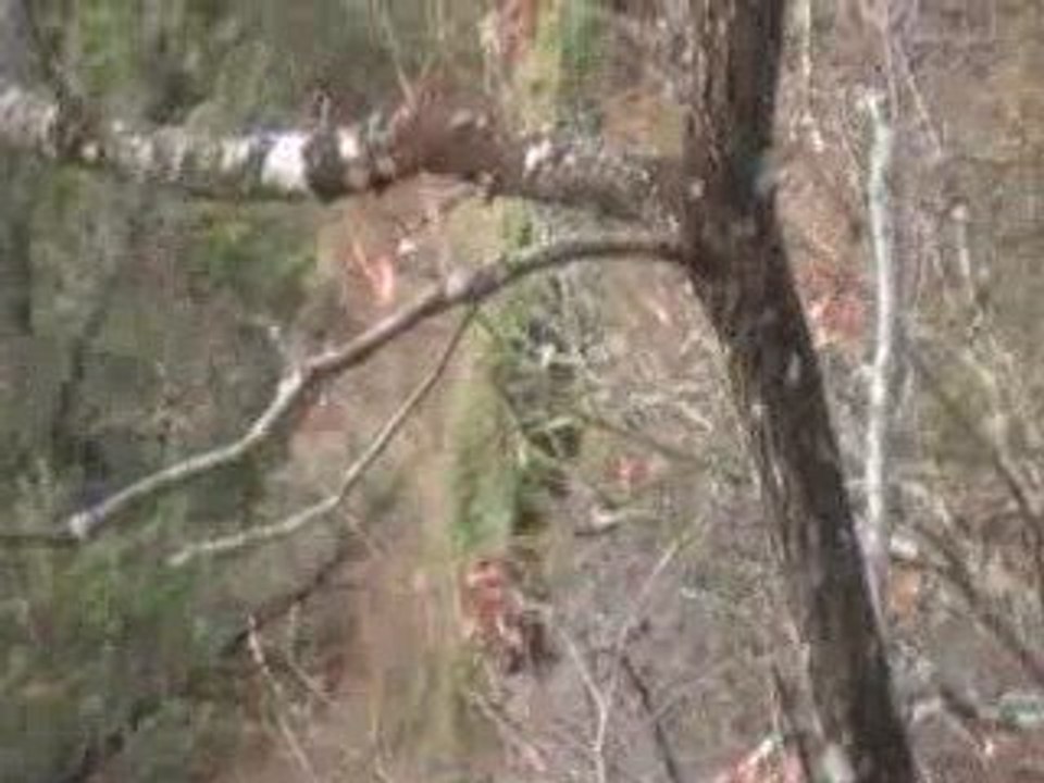 Blacks Eagles 1ère embuscade