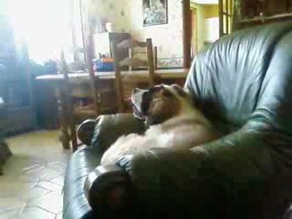 saint bernard qui chante