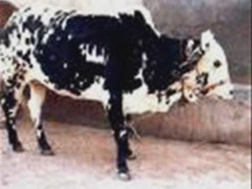 les Miracle d'allah_01