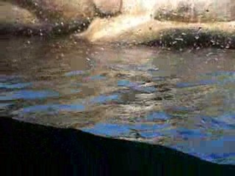 Chim canh cut boi boi