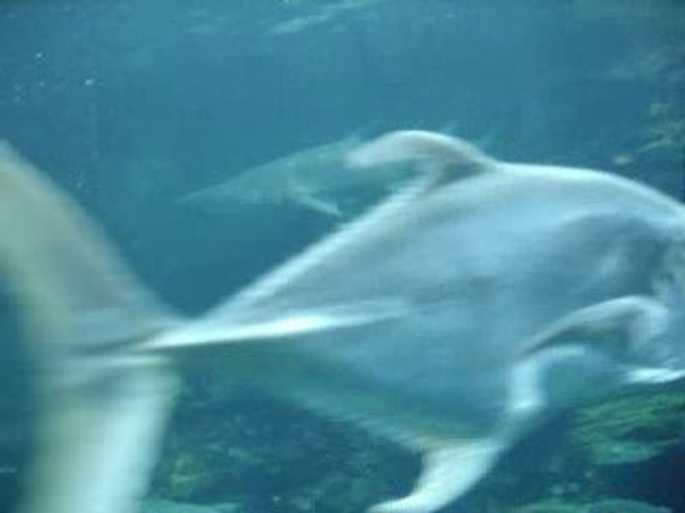 REQUIN PROBLEME DE L'7AR9A